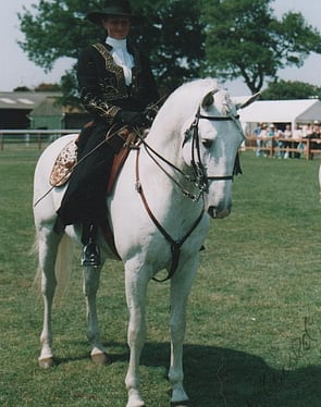Lusitano Stallion