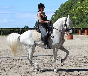 Lusitano Stallion