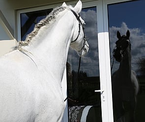 Lusitano Stallion