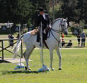 Lusitano Stallion