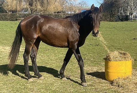 Lusitano horses for sale