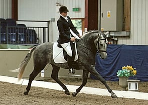 Lusitano Stallion