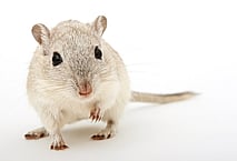 Gina Whyte - Administration, Reception, Trainingadmin@greenmouse.co.nz