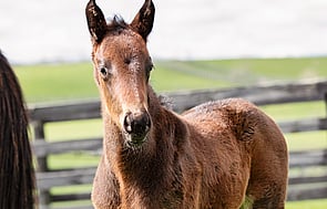 Tarzino - Coyote Miss Colt