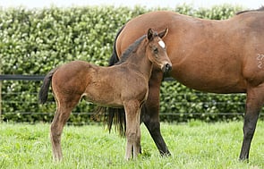 Preferment - Moodhilla