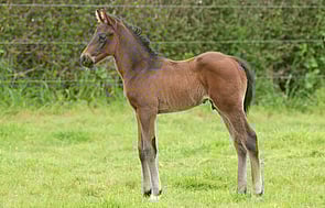 Preferment - Majikat