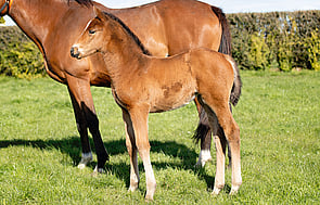 Tarzino - Clarify Filly