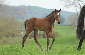 Preferment - Preloved