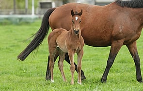 Preferment - Empress Elect