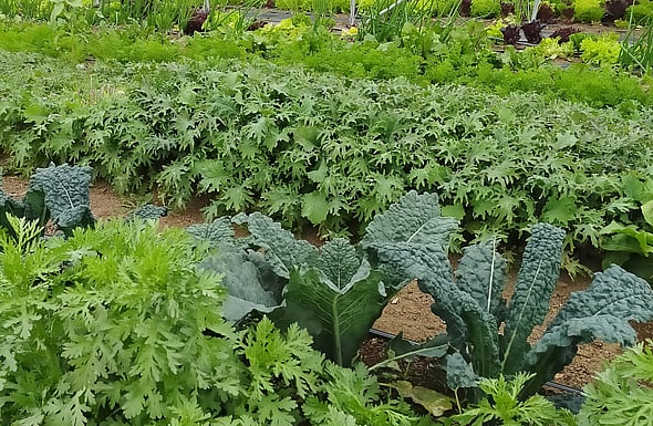 Bio-intensive Market Garden beds