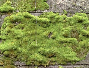MOSS