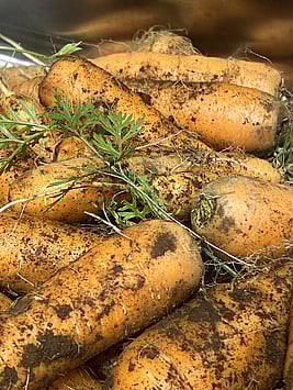 Carrots from Kim and Sons Ohakune - Just before preparation to distill the carrots
