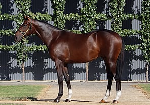 Lot 23 - Too Darn Hot x Portrait Of A LadyColt-Click here-