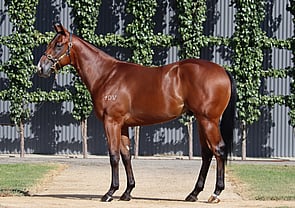 Lot 26 - Extreme Choice x Pretty BrazenColt-Click here