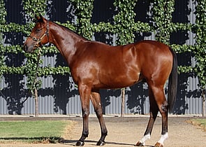 Lot 58 - Bivouac x SalamandersColt-Click here