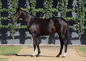 Lot 95 - Staphanos (JPN) x Signora Nera (NZ)Filly-Click here-