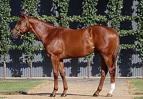 Lot 203 - Ole Kirk x Ain'tnofallenstarColt-Click here