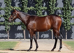 Lot 252 - Per Incanto (USA) x Chaquinta (NZ)Colt-Click here