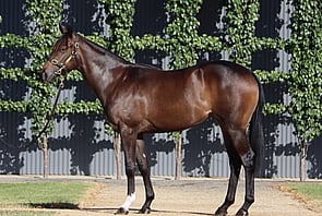Lot 405 - Frankel (GB) x Luna Dorada (IRE)Filly-Click here