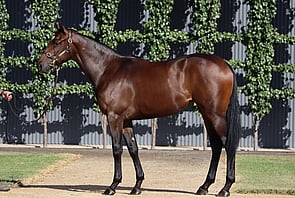 Lot 279 - Street Boss (USA) x EclatFilly-Click here-