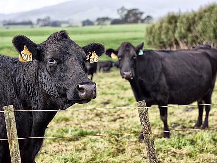 A stock image of dairy cows with Mt Taranaki in the background