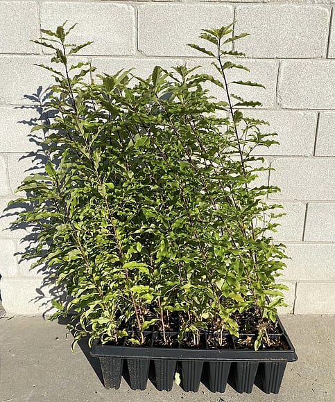 Fast growing shelter or hedging tree. Scented flowers that attract birds and bees. Light green glossy leaves. Growth rate- Fast. Height when mature- 12m