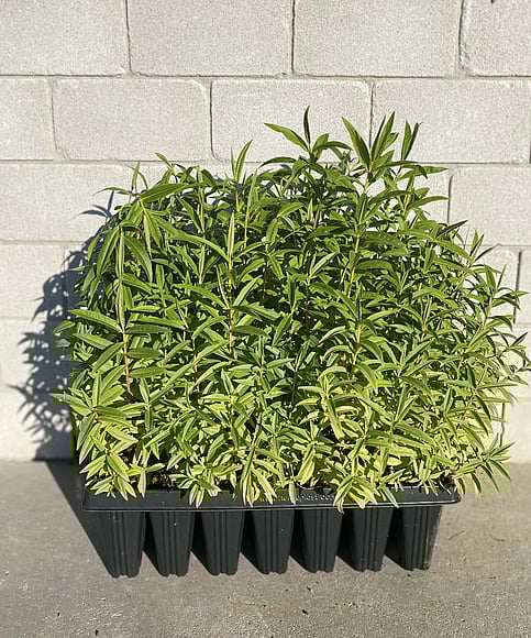 Rounded fast growing shrub. With white flowers. Tolerant to coastal conditions. Evergreen. Hardy however avoid severe frosts. Growth rate- Fast. Height when mature- 2m.