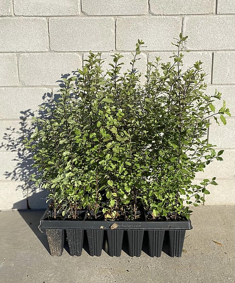 An attractive glossy, green foliage. Used for hedging, back drops for smaller plants, shelter or screening. Evergreen. Fragrant flowers and leaves. Hardy. Quick growing small tree. Growth rate- Fast. Height when mature- 6m.