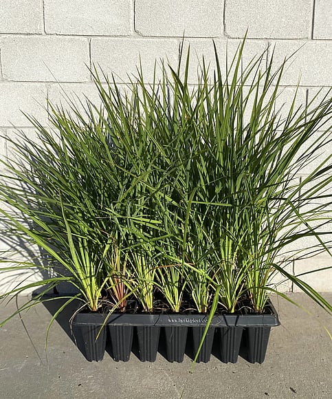 Attractive specimen tree with green foliage and scented flowers. Multiple trunks. Grows in most regions of NZ. Attracts birds. Flowers early to mid summer. Hardy. Growth rate- Medium- fast. Height when mature- 10m.