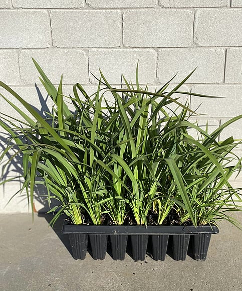 Wide glossy green weeping leaves. Excelent choice for erosion control on banks. Produces nectar early to mid summer. Tolerates dry, cold and exposed conditions. Growth rate- Rapid. Height when mature- 1.5m.