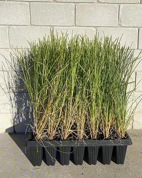 Fast growing green sedge, suitable for wetlands and alongside streams. Excellent choice for erosion control on banks. Hardy. Thrives in wet soil. Growth rate- Rapid. Height when mature- 1.5m
