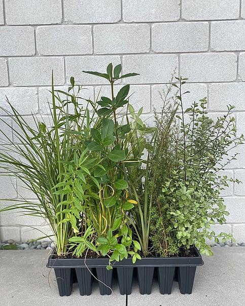 Mixed trays available on request! Example above featuring 4x Cabbage Trees, 4x Hebe- Stricta, 4x Grass- Carex Secta, 4x Karamu, 4x Flax- Harakeke, 4x Kanuka and 4x Pittosporum- Black Matipo. Perfect for smaller projects around your garden!