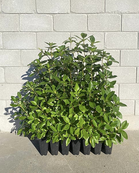 A fast growing shelter and hedging plant. Competes well with gorse, has bright orange fruit/seeds January-July. Attracts birds. Shade tolerant, Suits low-frost sites. Evergreen. Growth rate- Medium-fast. Height when mature- 5m.