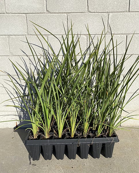A large flax with vibrant green leaves. Low shelter and erosion control. Nectar that attracts a variety of birds. Very hardy, thrives in diverse environments from swampy areas to coastal regions. Growth rate- Medium. Height when mature- 3m.
