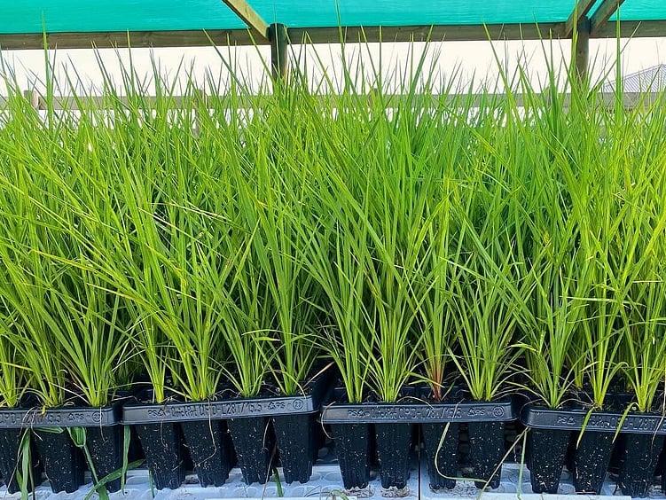 At North Waikato Natives Nursery, we grow a wide range of New Zealand Native plants that are grown from locally eco-sourced seeds, all of our plants are grown in T28 Cell trays!