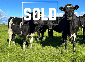 54 x In-Calf Kiwi X Heifers - SOLD! - BW: 246, PW: 257Sam Cowley, 021 263 2019