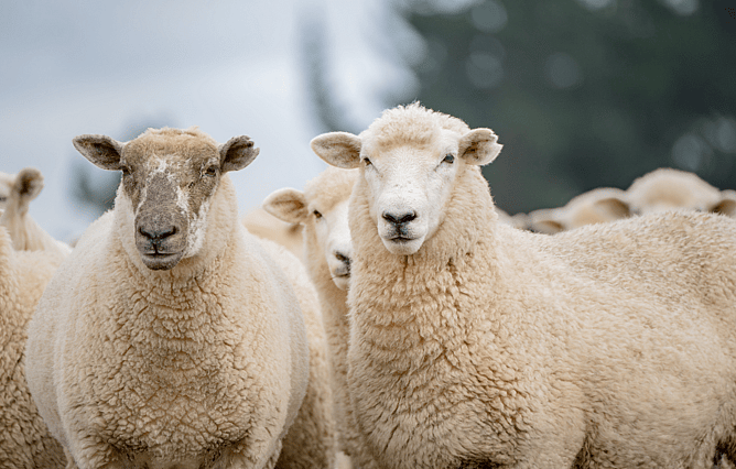 Photo credit: Natwick