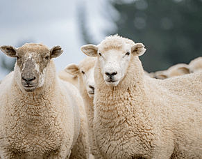 Ewe focus: Trace elements