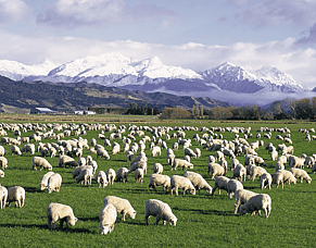 Watch out for Hairy Shaker Disease