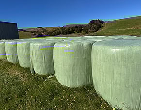 Baleage wrap: A cautionary tale of two cows