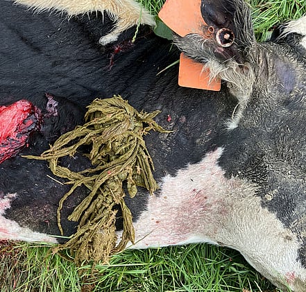 Case 1: The knot of baleage wrap that had been wedged in the cow&rsquo;s oesophagus.