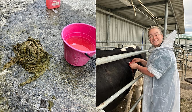 Case 2: The baleage wrap ball we removed from the heifer&rsquo;s rumen and Emma stitching up the incision.