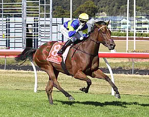 Yulong add another Kiwi star as Ohope Wins prepares for Vinery