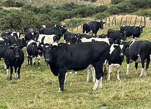 81 x Friesian & Black Friesian In-calf Cows. DTC from 15/07 - BW: 101, PW: 134Jason Roberts, 027 707 1271