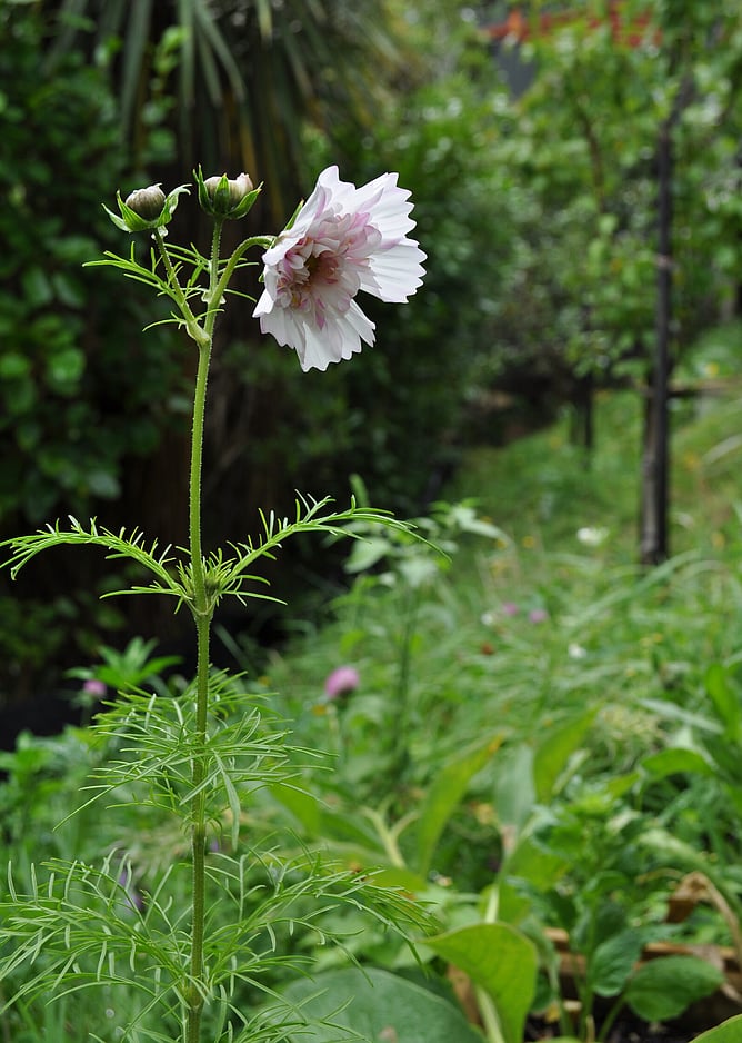 A pink flower in a suburban garden