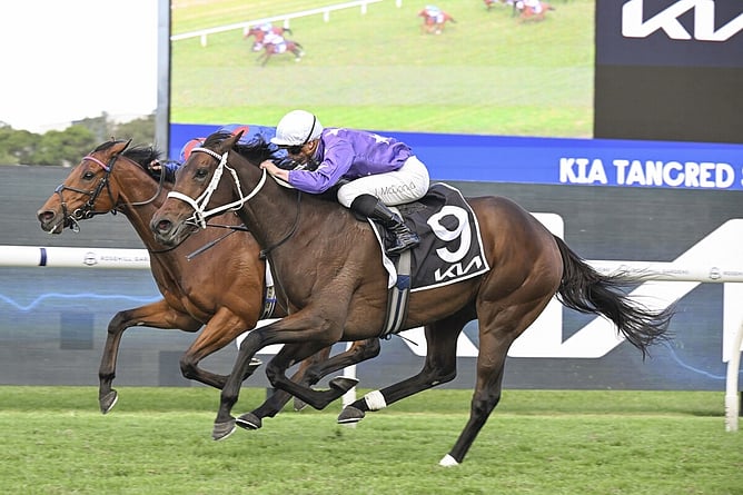 Aeliana showed true grit taking out the Gr.1 Tancred Stakes (2400m) at Rosehill. - Photo: bradleyphotos.com.au