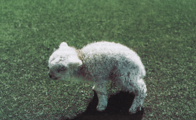 Live lamb affected with hairy shaker disease.Photo credit: The Sheep: Health, Disease & Production. 2nd Edition. By D.M. West, A.N. Bru&egrave;re and A.L. Ridler. Published 2002.