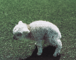 Watch out for Hairy Shaker Disease