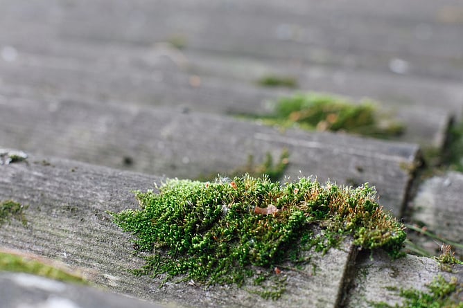 Moss growing on roof