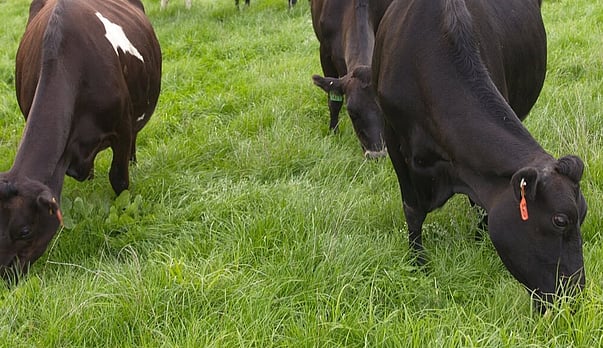 Use PCU to build a winter feed wedge